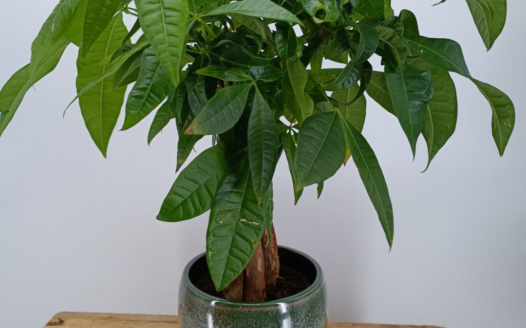 Une plante verte dans son intérieur?